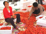 烟台福山区回里镇大樱桃今年卖了1.8亿元