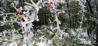 2014年烟台下第一场雪前的樱桃园