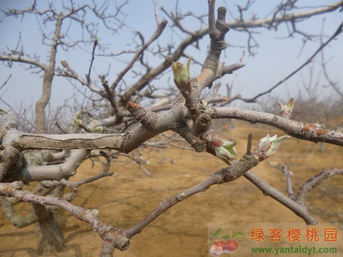 2015年3月29日烟台苹果树已经长出嫩叶