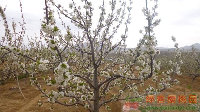 四月的绿客樱桃园樱桃花开了