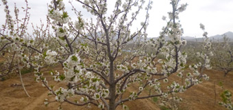四月的绿客樱桃园樱桃花开了