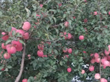2015年绿客樱桃园园内红富士苹果熟了