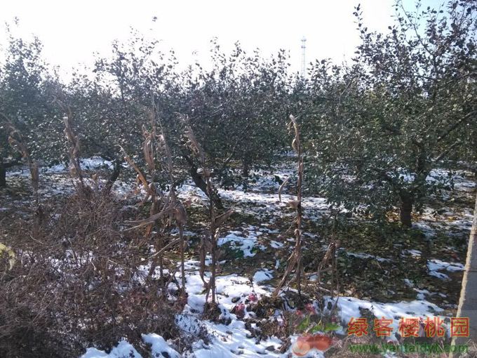 2015年第一场雪 绿客樱桃园雪中美景