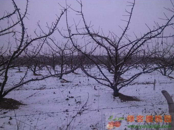 新年第一场雪中的绿客樱桃采摘园