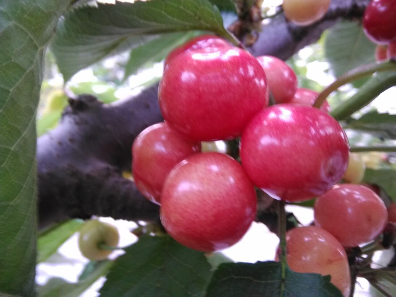 烟台樱桃主要产自哪个区:福山区樱桃为主