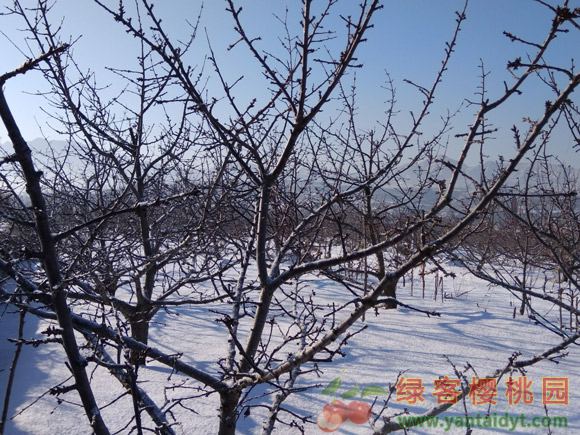 雪地里的大樱桃树