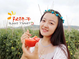 “阳柿子”来自中国旱地西红柿之乡-山西壶关