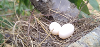绿客樱桃园中秋节有喜事了 斑鸠窝里产出一对蛋蛋