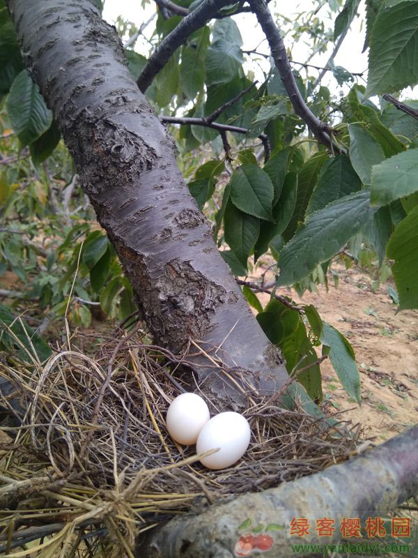 樱桃树上的斑鸠蛋蛋