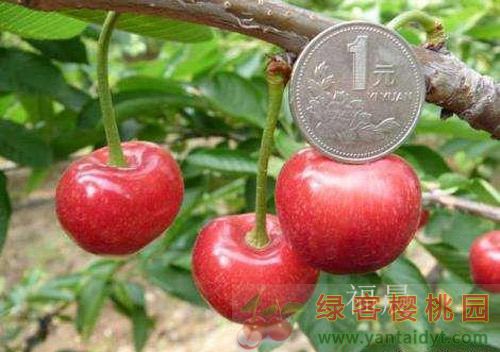 福晨樱桃苗品种果实照片