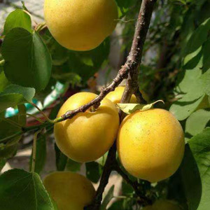 荷兰香蜜杏树苗种植范围广，生长快