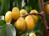 荷兰杏树苗报价 荷兰香杏树苗基地 当年结果